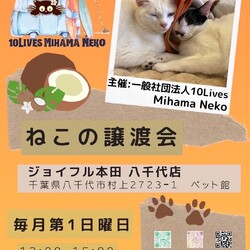 美浜ねこの譲渡会