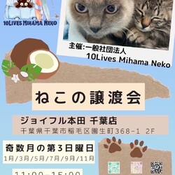 美浜ねこの譲渡会