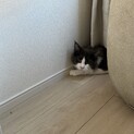 お話中です。 ハチワレ 男の子