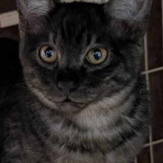 （里親様決定）スリゴロ男子・はるか