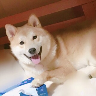柴犬mixおっとりした優しい男の子です