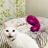 の写真