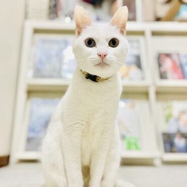 の写真