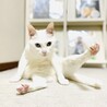 の写真