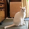 の写真