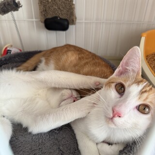 【2/24譲渡会】元気な茶白甘えん坊くん