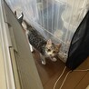 ほよみ サムネイル7