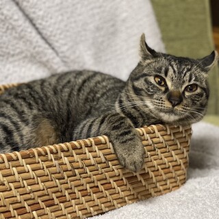 カール耳の夢菜(ゆな)ちゃん