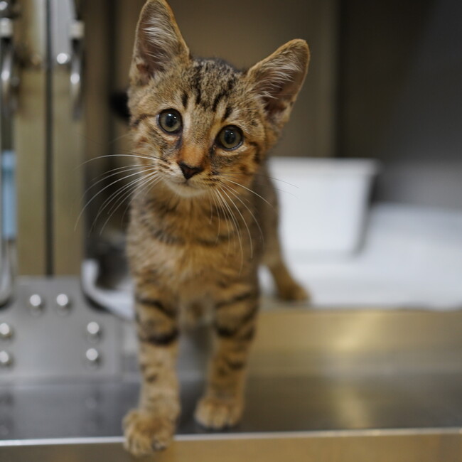 にぼしプロジェクトのカバー写真