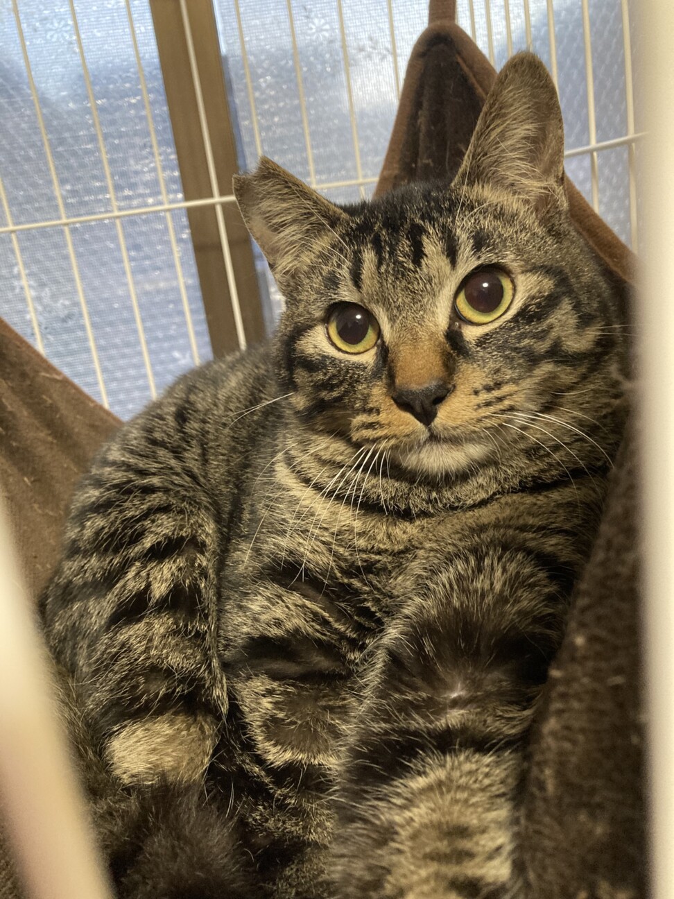 シマシマキジトラ♡しまじろう君 サムネイル2