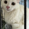 大きな瞳のマロちゃん