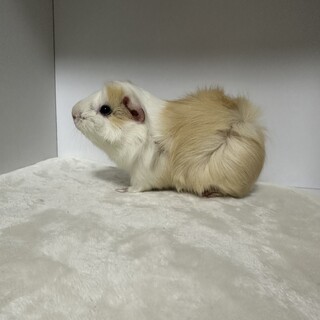 里親決定　アビシニアンモルモット　