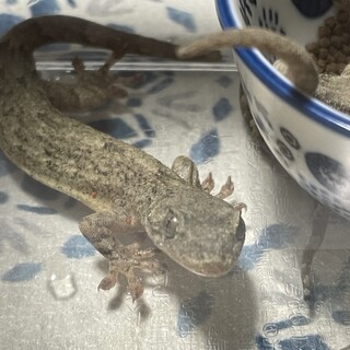 ヤモリ　4匹