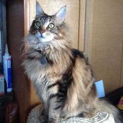 「猫用ビオフェルミンS、3月24日発売！」サムネイル2