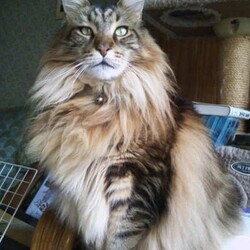 「猫用ビオフェルミンS、3月24日発売！」サムネイル3