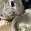 8/14生まれ オスうさぎくんです