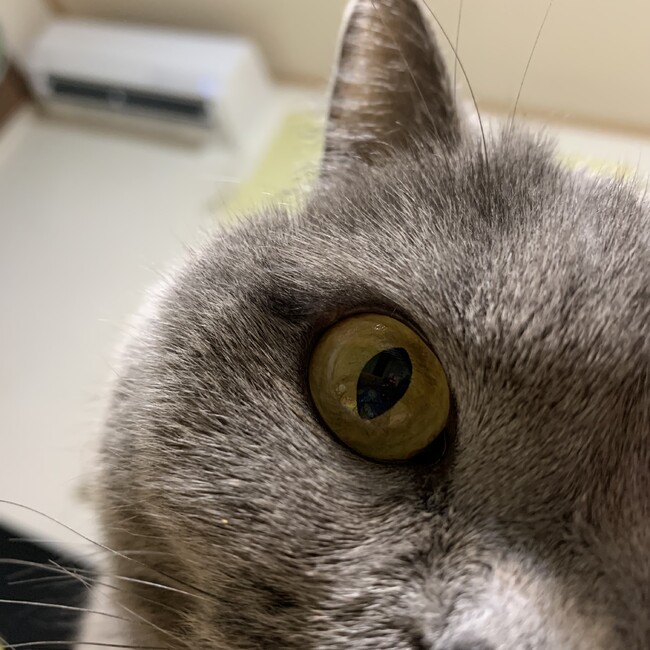 ペコらのカバー写真