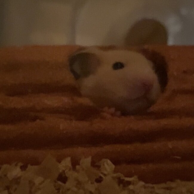 pokoyuyuのカバー写真