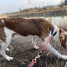 盲目のウォーカー、ダンテに穏やかな余生を！！ サムネイル5