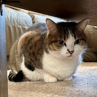 キュートなぽっちゃり猫／高齢者・単身者応募可！