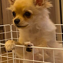 激かわチワワくん