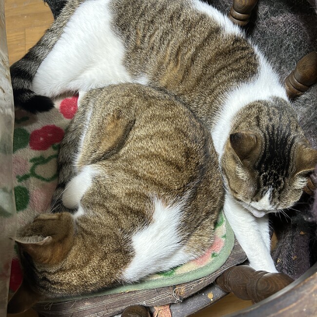 マタタビのカバー写真