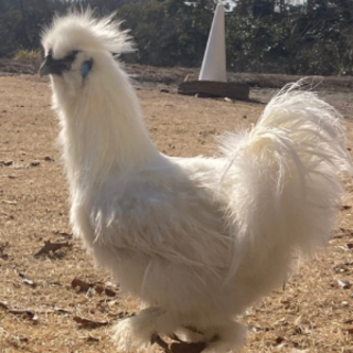 五ヶ月の烏骨鶏　雄3羽