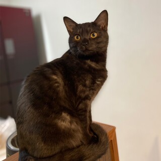 甘えん坊のぽっちゃりにゃんこ！つむぎ君