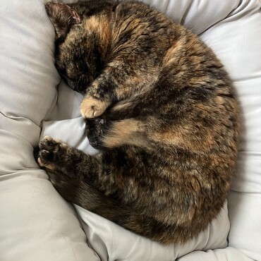 ニャンモナイト