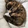 ニャンモナイト