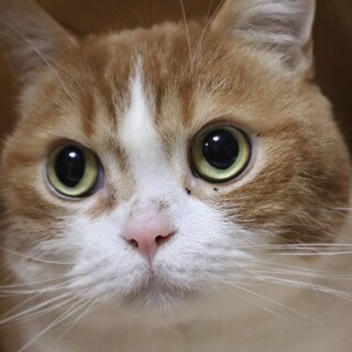 緊急‼️とっても可愛い♡マンチカンのぷー太君