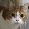 緊急‼️とっても可愛い♡マンチカンのぷー太君 サムネイル2