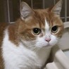 緊急‼️とっても可愛い♡マンチカンのぷー太君 サムネイル3