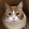 緊急‼️とっても可愛い♡マンチカンのぷー太君 サムネイル4