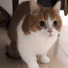 緊急‼️とっても可愛い♡マンチカンのぷー太君 サムネイル5