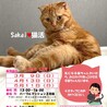 緊急‼️とっても可愛い♡マンチカンのぷー太君 サムネイル7