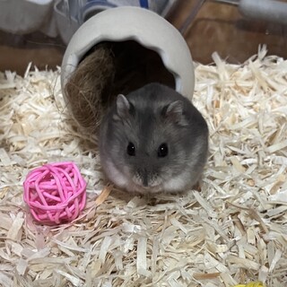 ジャンガリアン ブルーサファイアの女の子