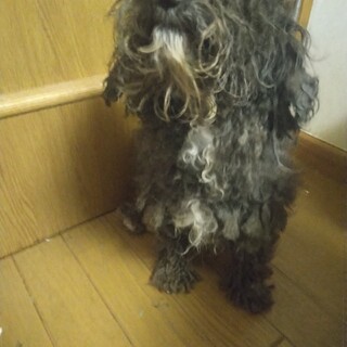 漆黒の黒のpoodleオニキスちゃん