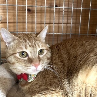 里親決定。パイン君1歳去勢済み