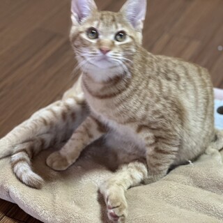 むぎちゃん♂★５兄妹★寝ぐずりします