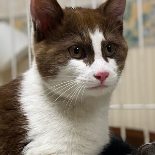 焦げ茶パンダのような　にに