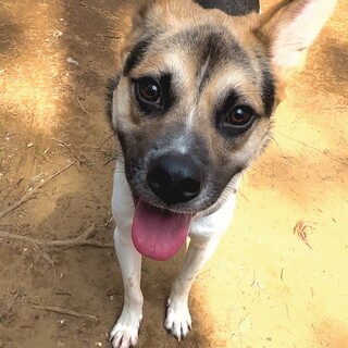 犬も人も大好き！2歳の男の子シリウス