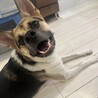 犬も人も大好き！3歳の男の子シリウス