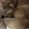 柴犬mixおっとりした優しい男の子です サムネイル2