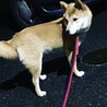 柴犬mixおっとりした優しい男の子です サムネイル3