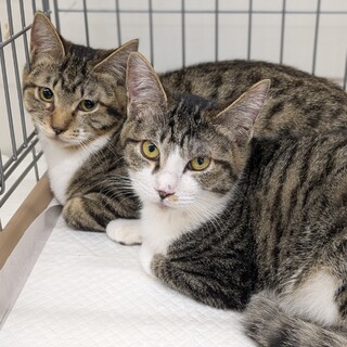 きじ白  オスメス