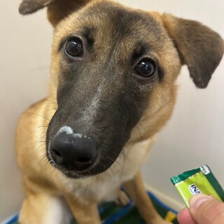 里親様決定しました！