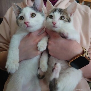 ペアで！甘えん坊しんのすけ＆エリック