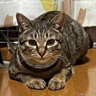 人間だいすき　オパール