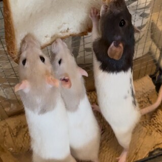 ファンシーラット（メス３匹）